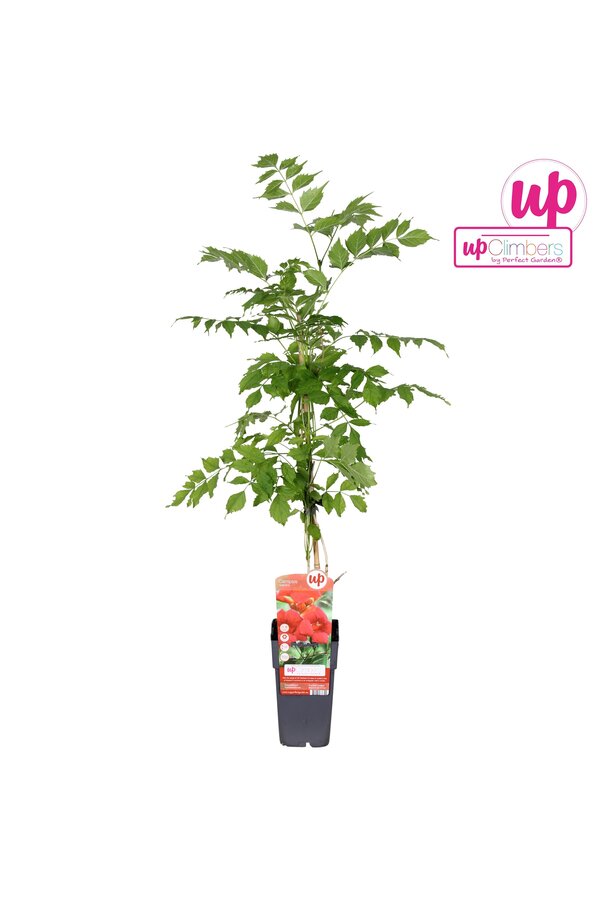 Campsis radicans P15