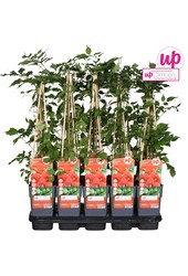 Campsis radicans P15