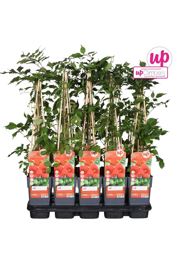 Campsis radicans P15