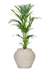 Kentia in Mediterranean