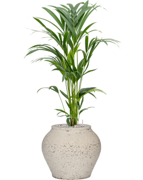 Mediterranean | Kentia