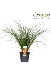 Carex testacea Prairie Fire P14