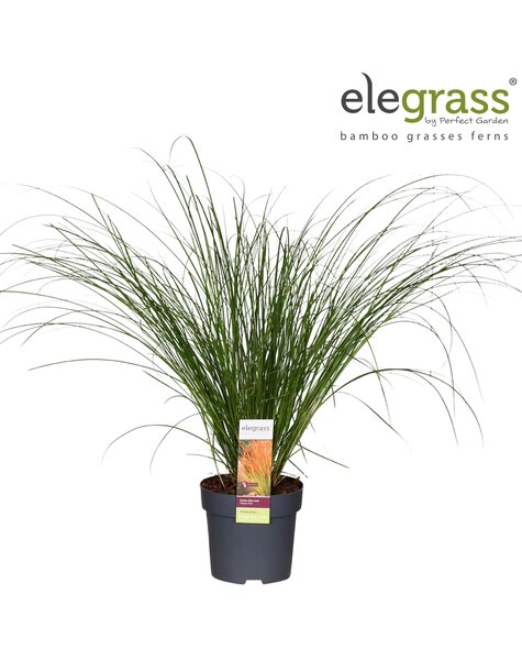 Carex testacea Prairie Fire P14