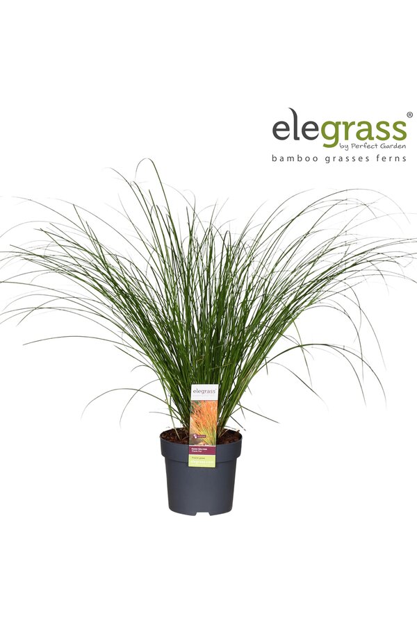 Carex testacea Prairie Fire P14
