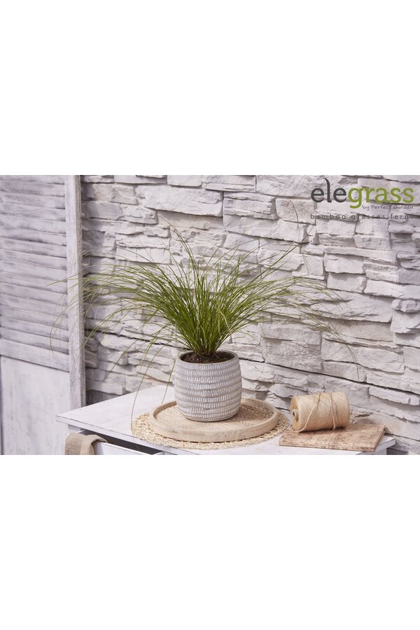 Carex testacea Prairie Fire P14