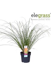 Carex testacea Prairie Fire P14