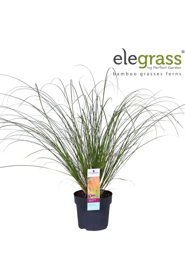 Carex testacea Prairie Fire P14