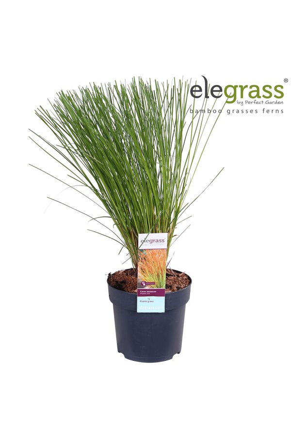 Carex testacea Prairie Fire P14