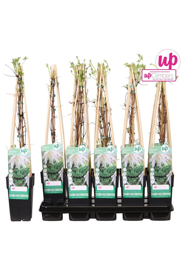 Clematis Alpina Albina Plena P15