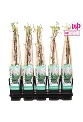 Clematis Alpina Albina Plena P15