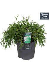 Chamaecyparis pisifera Filifera Nana P14