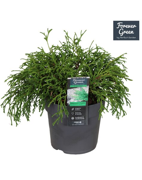 Chamaecyparis pisifera Filifera Nana P14