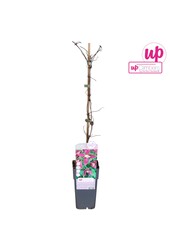 Clematis Alpina Ruby P15