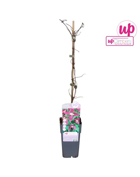 Clematis Alpina Ruby P15