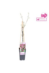 Clematis Alpina Ruby P15