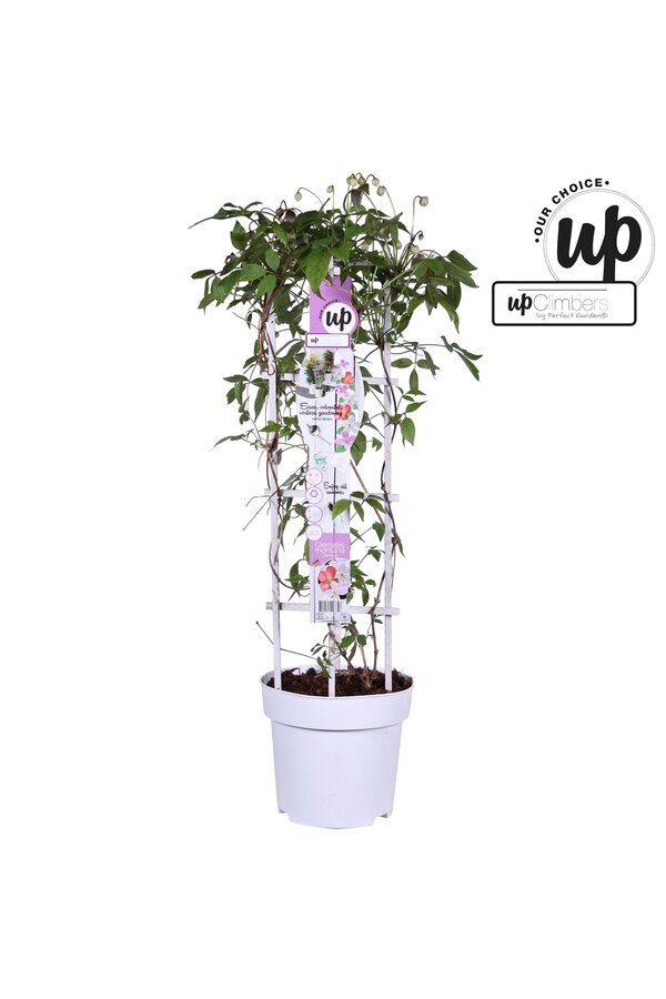 Clematis Carnaval Colour mix P23