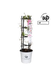 Clematis Carnaval Colour mix P23