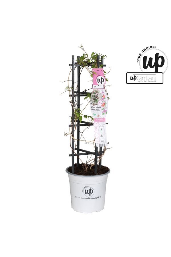 Clematis Carnaval Colour mix P23