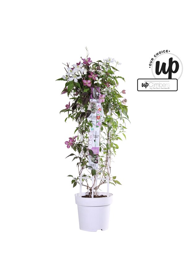 Clematis Carnaval Colour mix P23