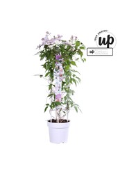 Clematis Carnaval Colour mix P23