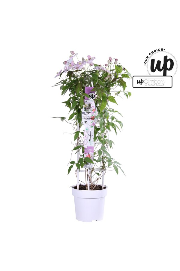 Clematis Carnaval Colour mix P23