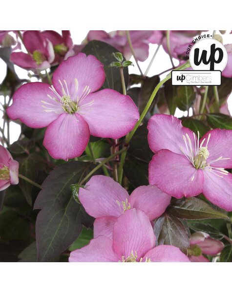 Clematis Montana Fincent® P23