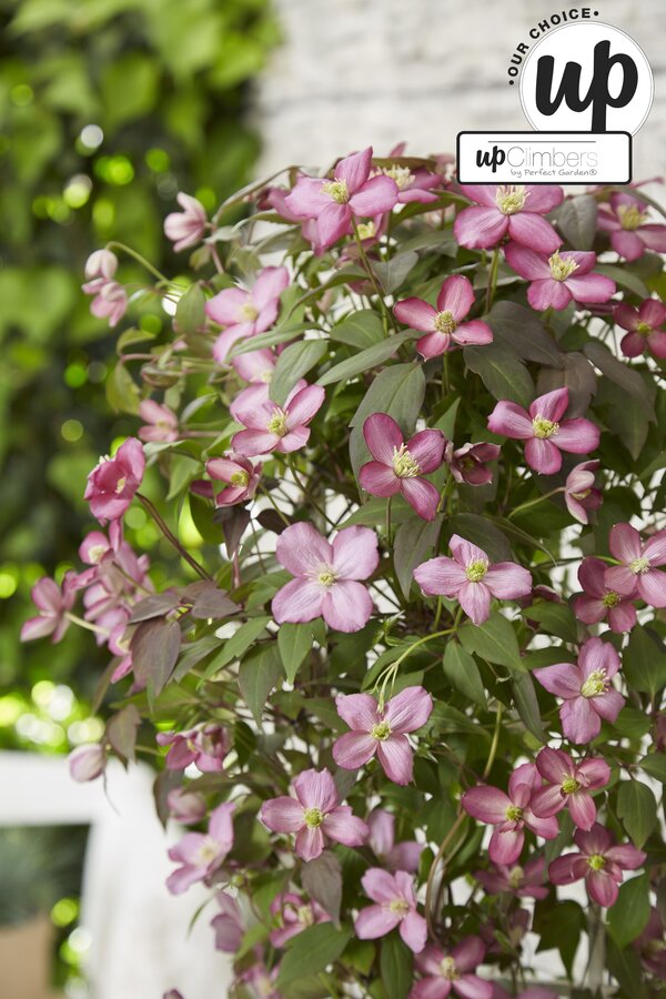 Clematis Montana Fincent® P23