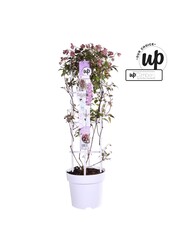 Clematis Montana Fincent® P23