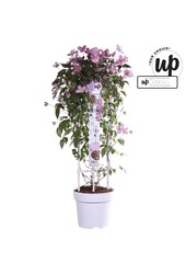 Clematis Montana Fincent® P23