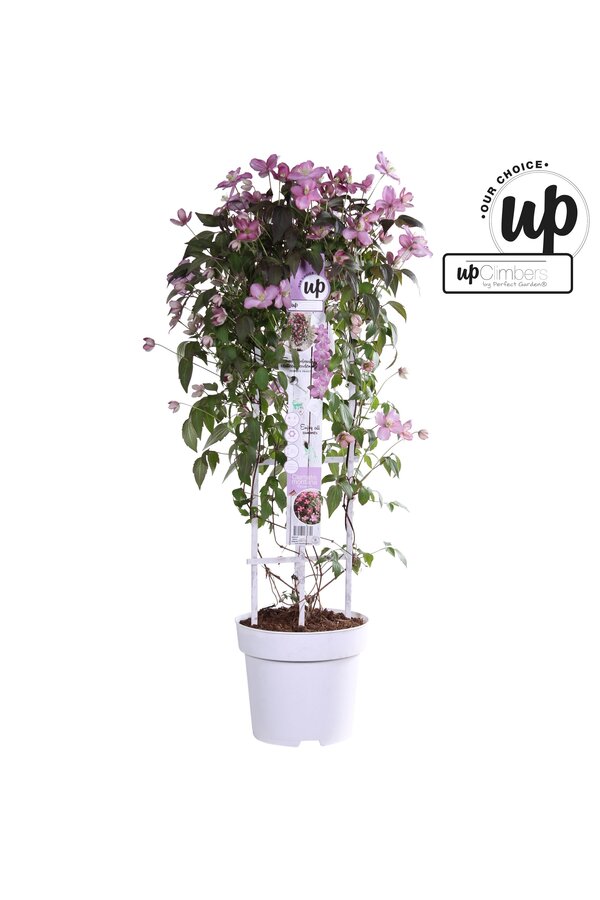 Clematis Montana Fincent® P23