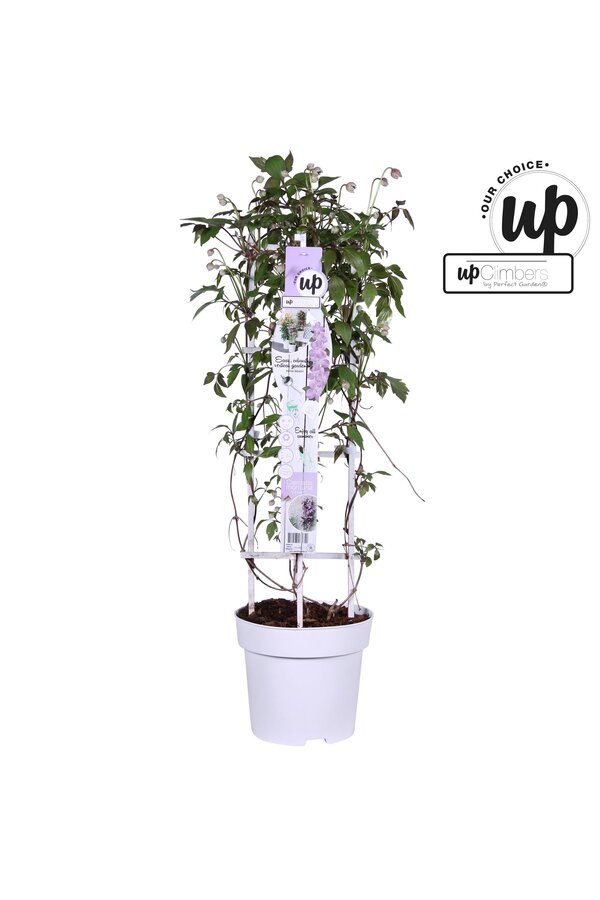 Clematis Montana Fincent® P23