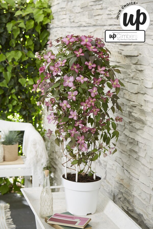 Clematis Montana Fincent® P23