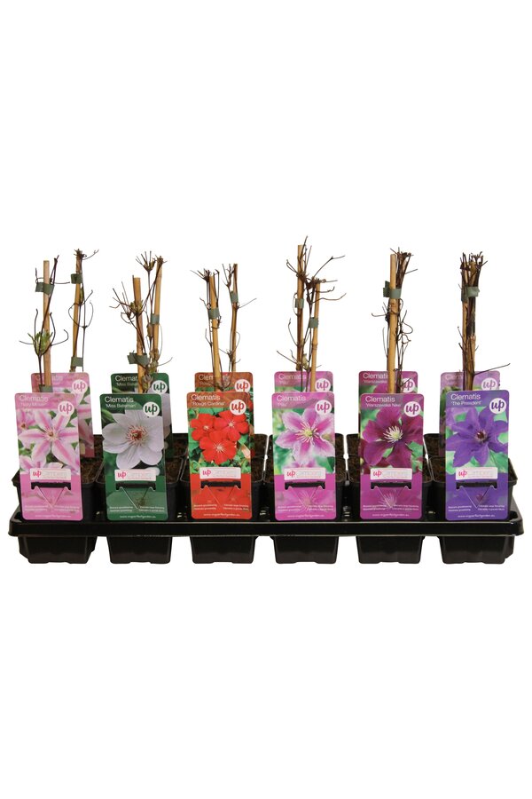 Clematis mix tray budget P9