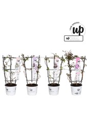 Clematis Montana Our Choice mix tray P19