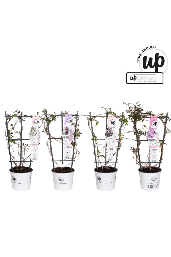 Clematis Montana Our Choice mix tray P19