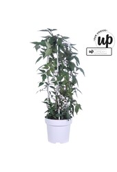 Clematis Montana Fenne® P23