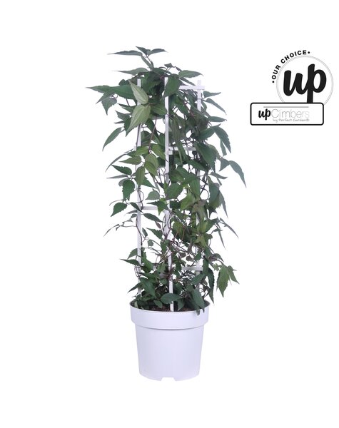 Clematis Montana Fenne® P23