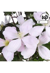 Clematis Montana Fenne® P23