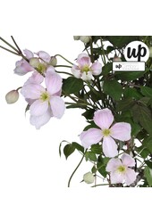 Clematis Montana Fenne® P23