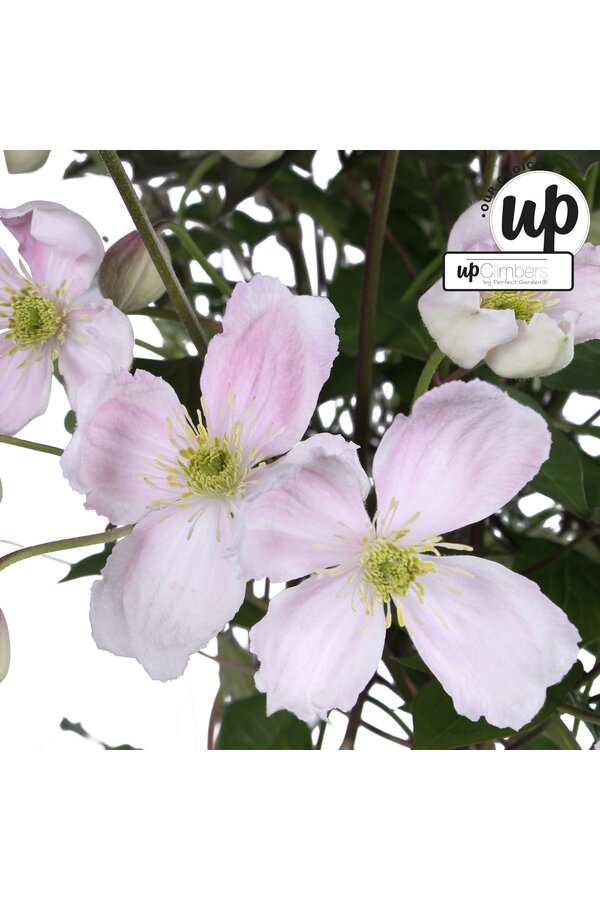 Clematis Montana Fenne® P23