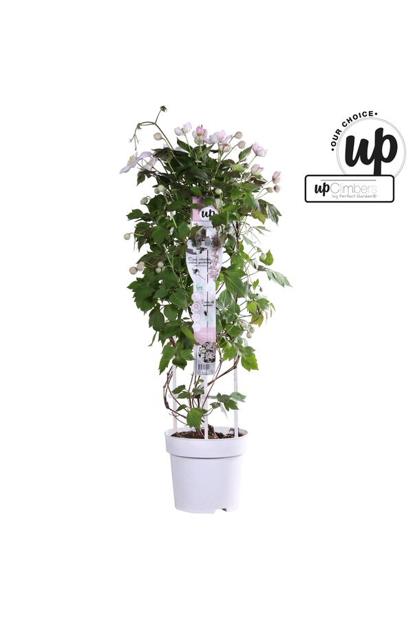 Clematis Montana Fenne® P23