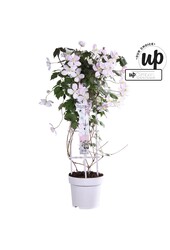 Clematis Montana Fenne® P23