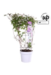 Clematis montana rubens P19