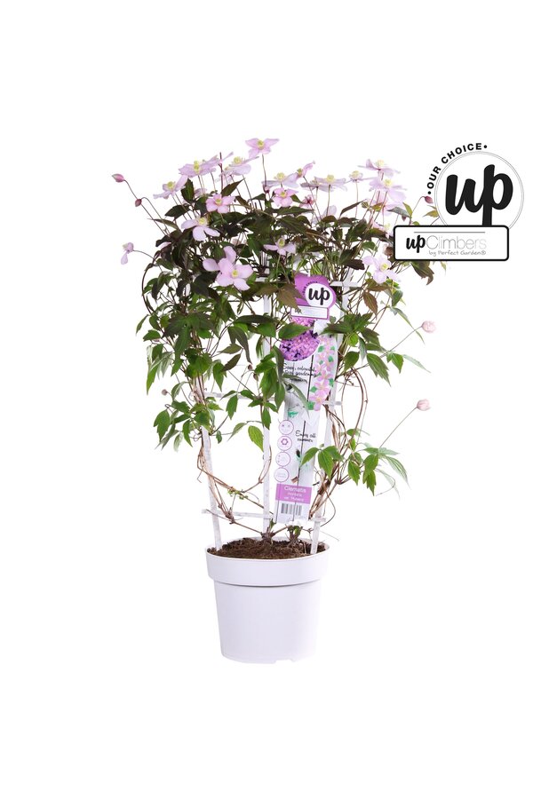 Clematis montana rubens P19