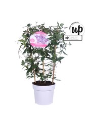 Clematis montana rubens P19