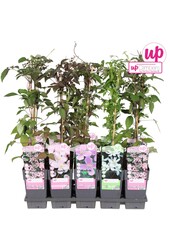 Clematis montana mix tray P15