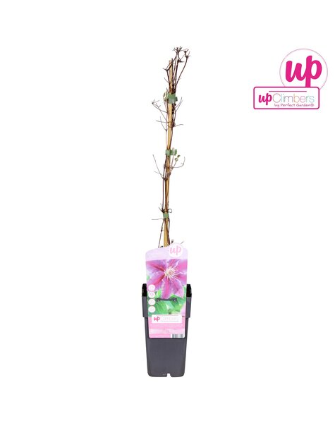 Clematis Dr Ruppel P15