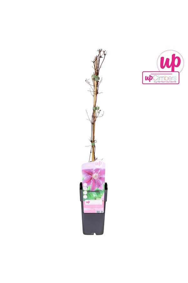 Clematis Dr Ruppel P15