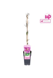 Clematis Dr Ruppel P15