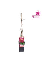 Clematis Ernest Markham P15